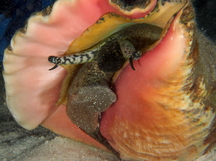 Queen Conch - Aliger gigas