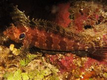 Quillfin Blenny - Gobioclinus filamentosus