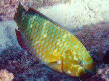 Rainbow Parrotfish - Scarus guacamaia