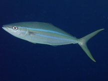 Rainbow Runner - Elagatis bipinnulata