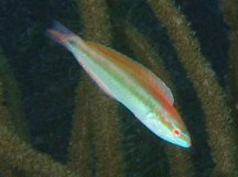 Rainbow Wrasse - Halichoeres pictus