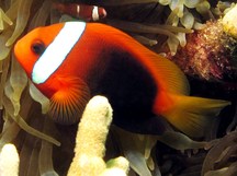 Red And Black Anemonefish - Amphiprion melanopus