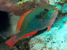 Redband Parrotfish - Sparisoma aurofrenatum