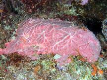 Red Encrusting Sponge - Monanchora arbuscula