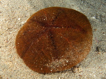 Red Heart Urchin - Meoma ventricosa