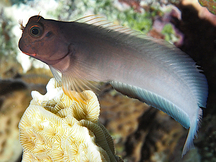 Redlip Blenny - Ophioblennius atlanticus