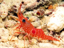 Red Night Shrimp - Cinetorhynchus manningi