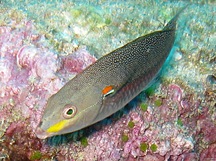 Redshoulder Wrasse - Stethojulis bandanensis