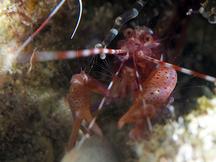 Red Snapping Shrimp - Alpheus armatus