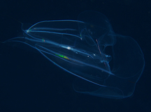 Red-Spot Comb Jelly - Eurhamphaea vexilligera