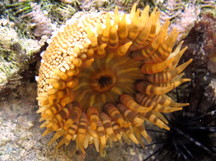 Red Warty Sea Anemone - Bunodosoma granuliferum