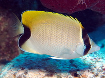 Reef Butterflyfish - Chaetodon sedentarius