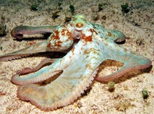 Caribbean Reef Octopus - Octopus briareus