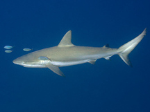 Caribbean Reef Shark - Carcharhinus perezii