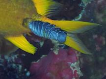 Damselfish Isopod - Renocila ovata