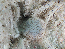 Reticulated Brittle Star - Ophionereis reticulata