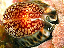 Reticulated Cowry - Cypraea maculifera