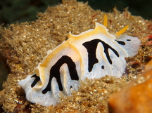 Mushroom Coral Reticulidia - Reticulidia fungia