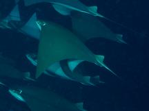 Javanese Cownose Ray - Rhinoptera javanica