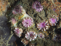 Speckled Cup Coral - Rhizosmilia maculata