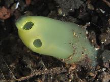 Rhopalaea crassa - Rhopalaea crassa