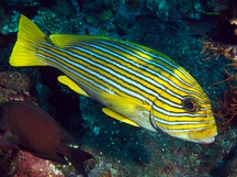 Ribbon Sweetlips - Plectorhinchus polytaenia