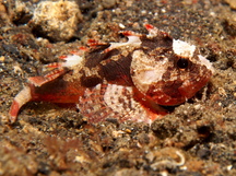 Whiteface Waspfish - Richardsonichthys leucogaster