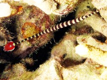 Ringed Pipefish - Doryrhamphus dactyliophorus