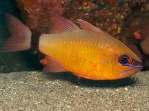 Ring-Tailed Cardinalfish - Ostorhinchus aureus