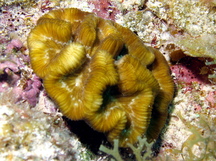 Rose Coral - Manicina areolata