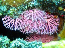 Rose Lace Coral - Stylaster roseus