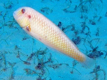 Rosy Razorfish - Xyrichtys martinicensis