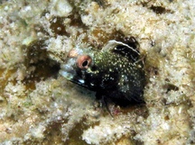 Roughhead Blenny - Acanthemblemaria aspera