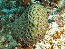 Rough Star Coral - Isophyllia rigida