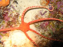 Ruby Brittle Star - Ophioderma rubicundum