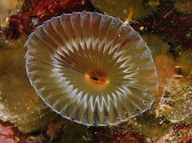 Ruffled Feather Duster - Hypsicomus sp.