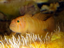Rusty Goby - Priolepis hipoliti