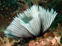 Common Feather Duster Worm - Sabellastarte sanctijosephi