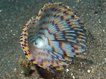 Sabellidae sp. 1 - 