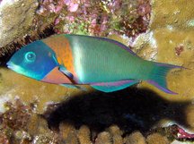 Saddle Wrasse - Thalassoma duperrey