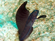 Sailfin Blenny - Emblemaria pandionis