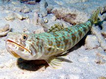 Sand Diver - Synodus intermedius