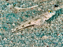 Isthmus Goby - Arcygobius baliurus