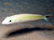 Sand Tilefish - Malacanthus plumieri