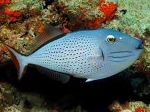 Sargassum Triggerfish - Xanthichthys ringens