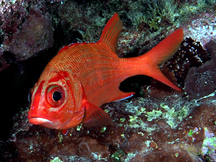 Blue Lined Squirrelfish - Sargocentron tiere