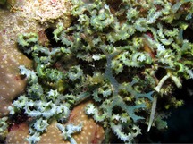 Saw-Blade Alga - Caulerpa serrulata