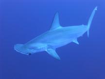 Scalloped Hammerhead Shark - Sphyrna lewini