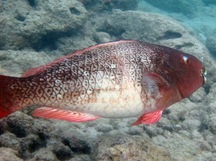 Redlip Parrotfish - Scarus rubroviolaceus