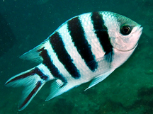 Scissortail Sergeant - Abudefduf sexfasciatus